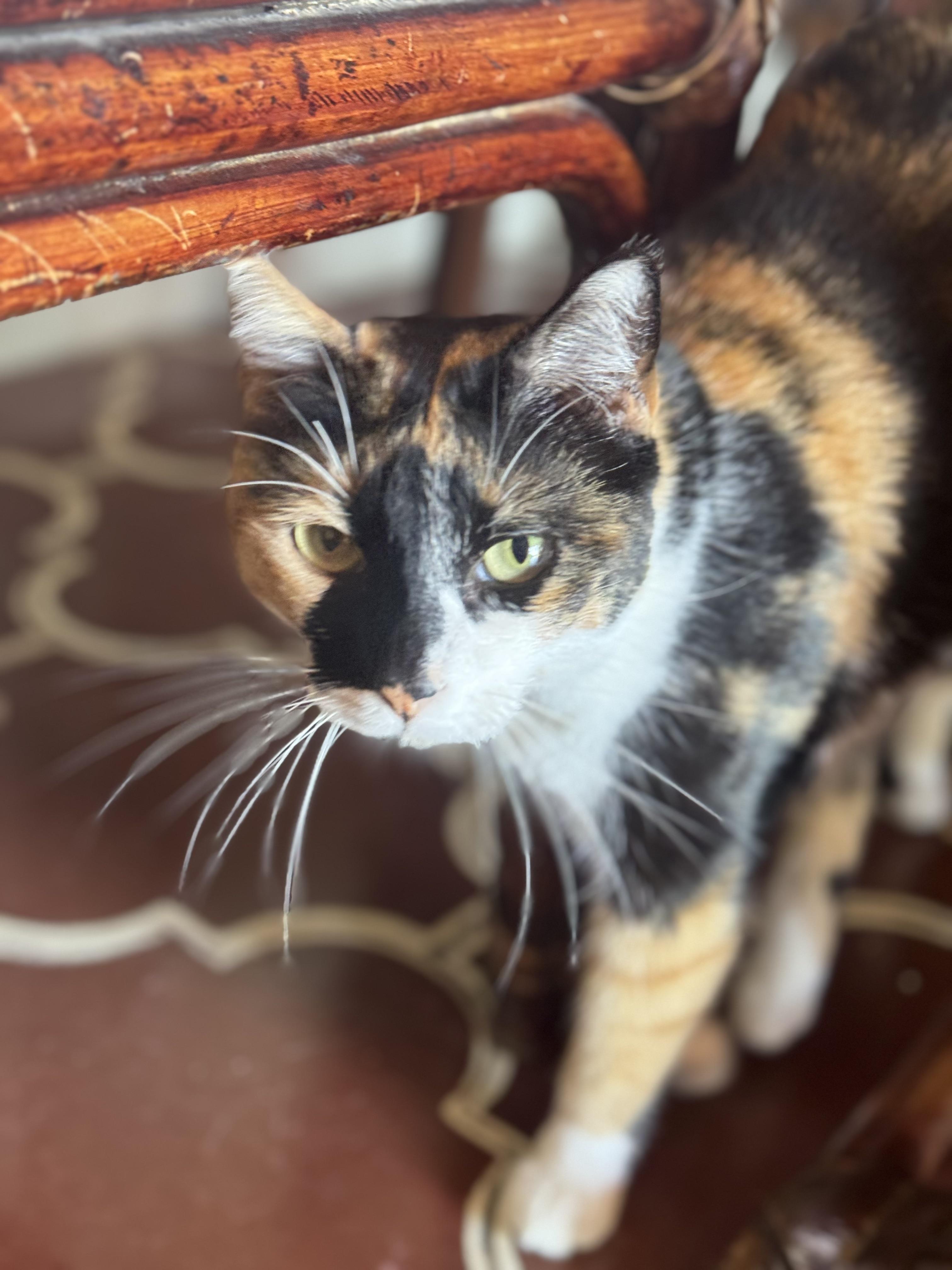 Frida