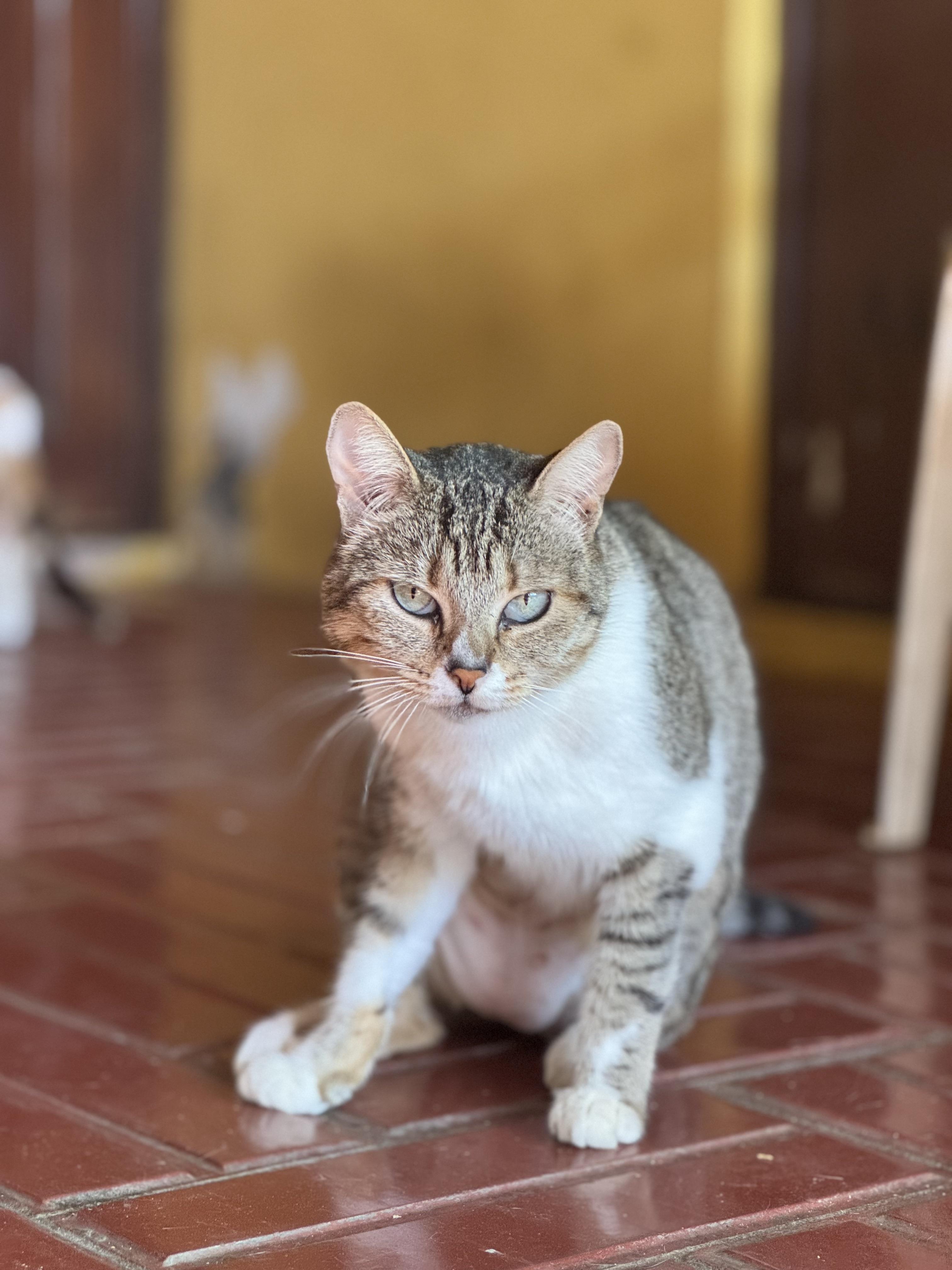 Tabi